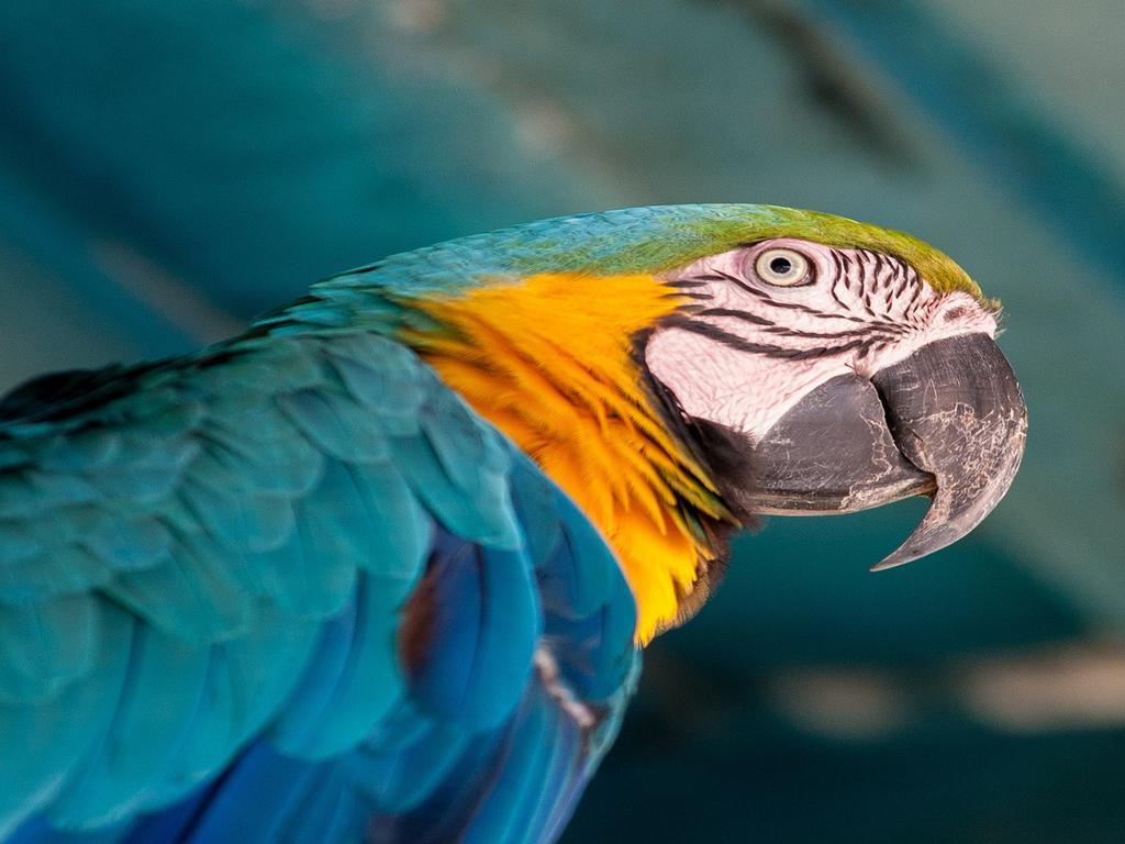 Hotel Tropical Manaus Exterior foto Blue and yellow macaw